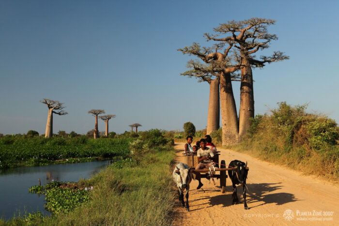 Avenue d´Baobab