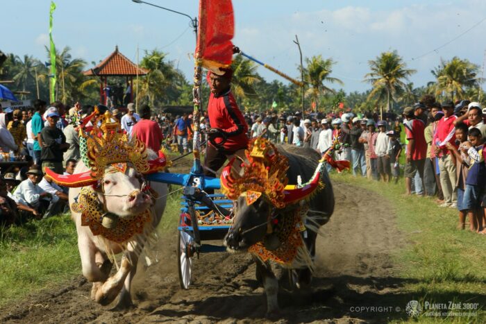 Bali, bůvolí závody