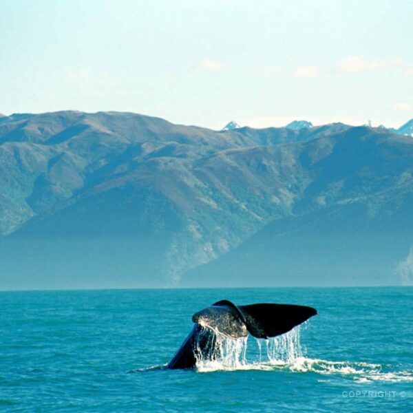 Kaikoura, vorvaň tuponosý