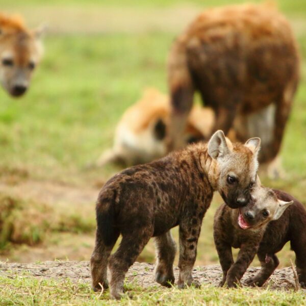 Keňa, Masai Mara, hyeny