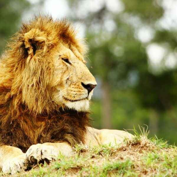 Keňa, Masai Mara, lev pustinný