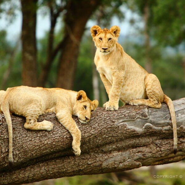 Keňa, Masai Mara, lvice