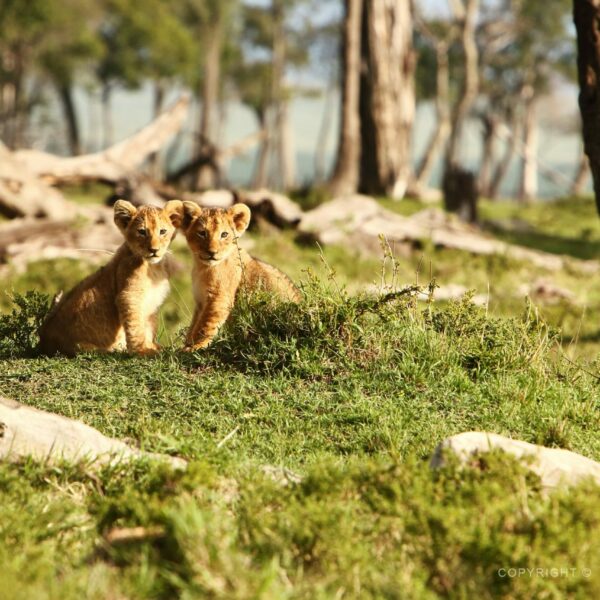 Keňa, Masai Mara, lvíčata