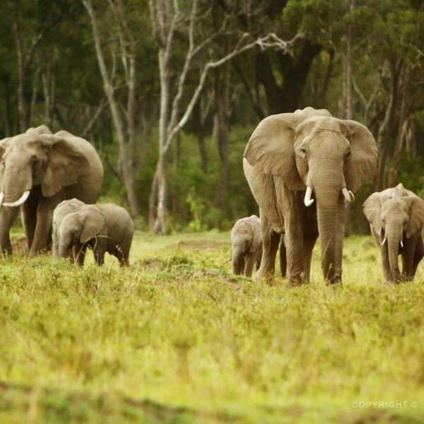 Keňa, Masai Mara, stádo slonů afrických