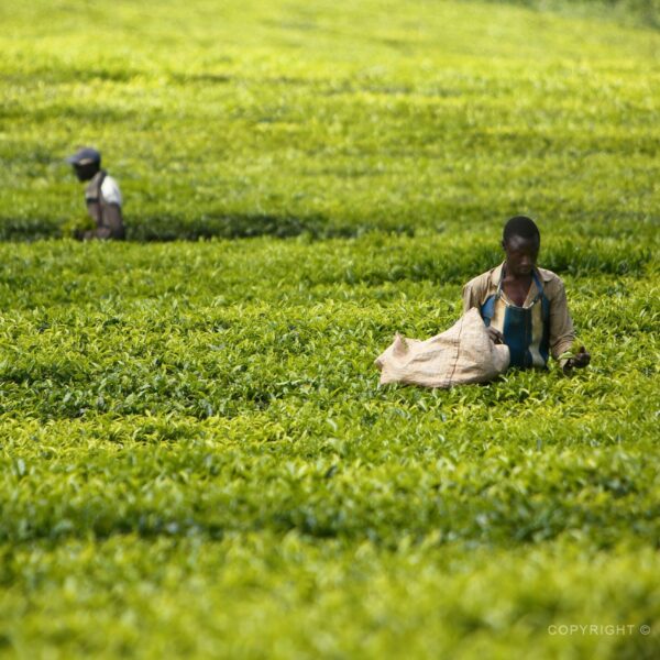 Keňa, čajová plantáž