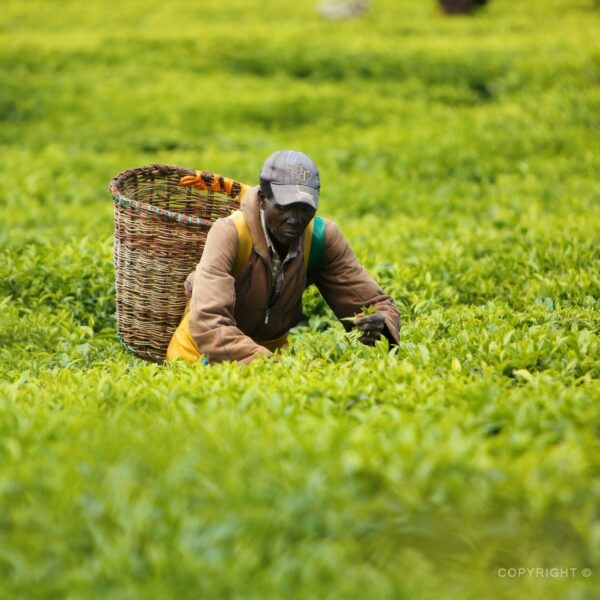 Keňa, čajová plantáž