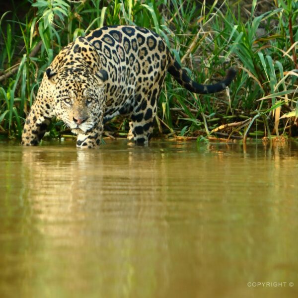 Pantanal, jaguár americký