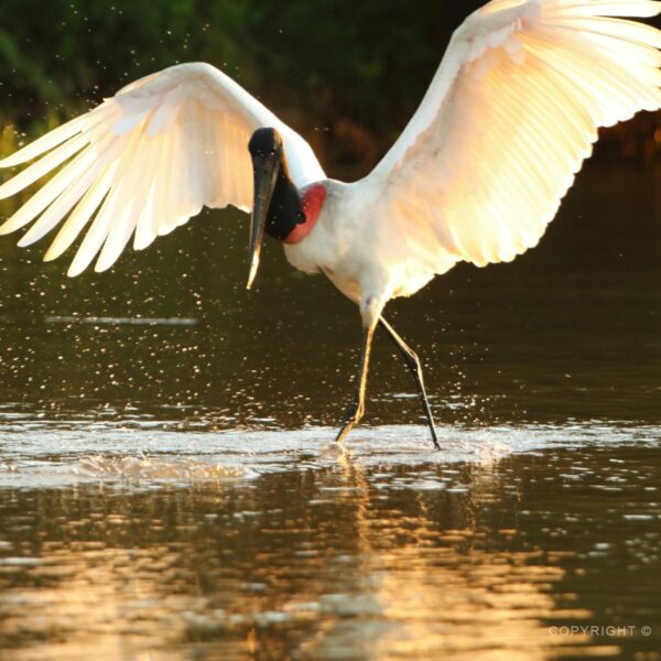 Pantanal, čáp jabiru