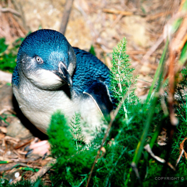 Tučňák nejmenší