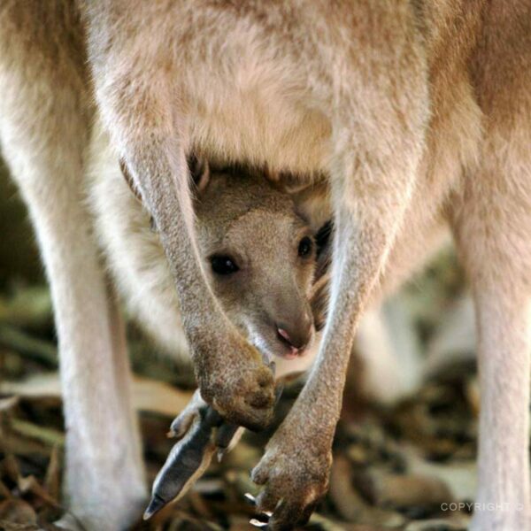 Klokáňe v pokojíčku