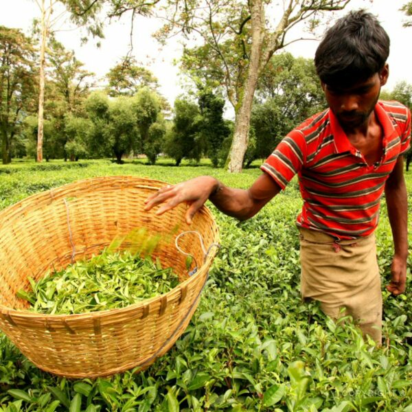 Na čajové plantáží