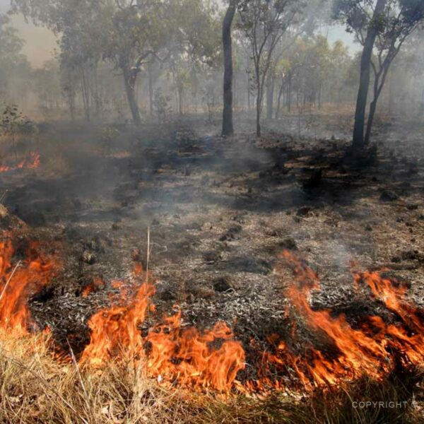 Tradiční australský požár