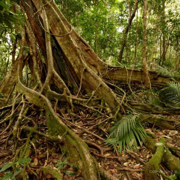 Tropický deštný les