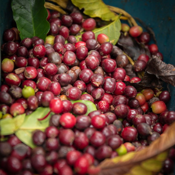 07 Kávové třešně