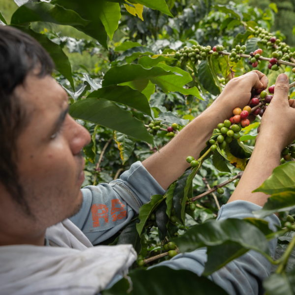 08 Sběr kávy
