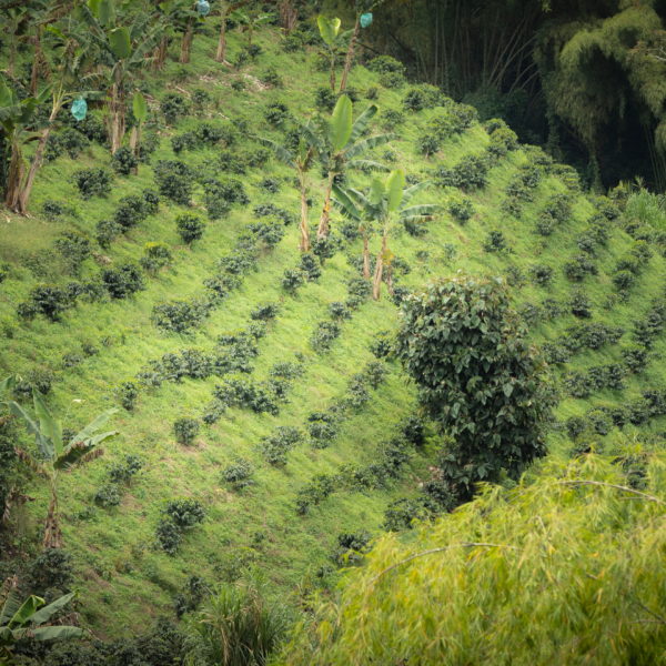 09 Kávová plantáž