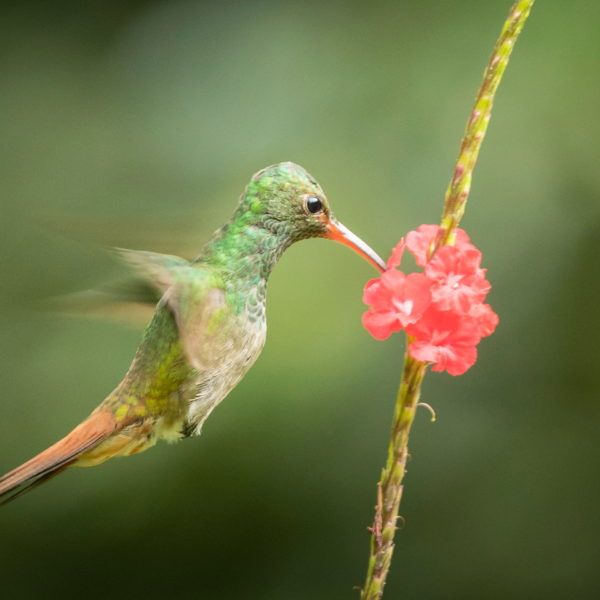 11 Kolibřík rezavoocasý