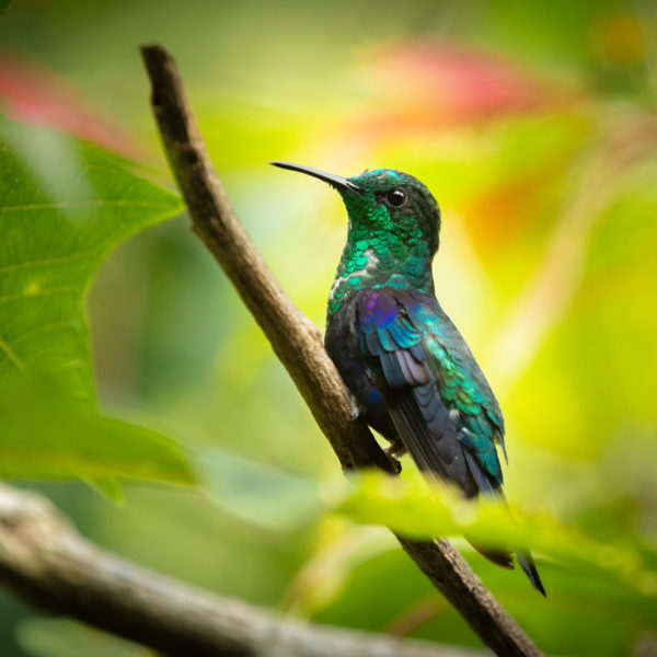 12 Kolibřík zelenotemenný