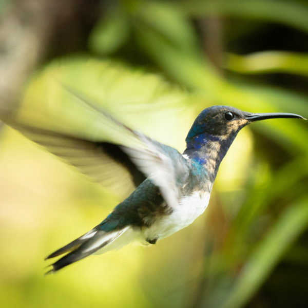 13 Kolibřík bělokrký