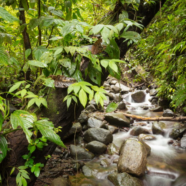 22 Tropický deštný les