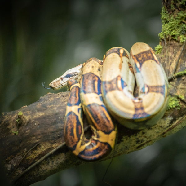 26 Hroznýš královský